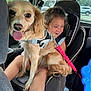 backseat, car_interior, car_seat, child, child_seat, dog, greenery, hair, happy, harness, leash, pet, playful, seat_belt, smiling, tan_dog, tongue_out, toy, vehicle, window