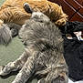 Pickles And Sofia joined the competition — help win amazing prizes! cat, dog, sleeping, couch, indoor, furniture, cozy, fluffy, pet, resting, animal, fur, domestic, companion, relaxing, wooden_drawer, blanket, clothes, peaceful, nap