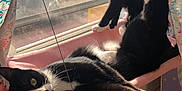 Pickles And Sofia is registered to the contest to win money with this photo: cat, tuxedo_cat, black_and_white, window, sunlight, curtains, hammock, indoor, pets, relaxing, animal, feline, stretching, resting, cozy, daylight, looking, two_cats, home, cute