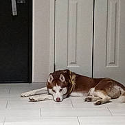 Sir Lancelot is registered to the contest to win money with this photo: dog, husky, lying_down, indoor, floor, white_doors, tiled_floor, pet, canine, resting, fur, animal, domestic, brown, white, relaxed, home, door, quiet, calm