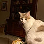 cat, patchwork_quilt, furniture, indoor, cozy, pet, animal, white_fur, brown_spots, cabinet, books, wooden, tile_floor, side_view, whiskers, ears, eyes, domestic, quiet, calm