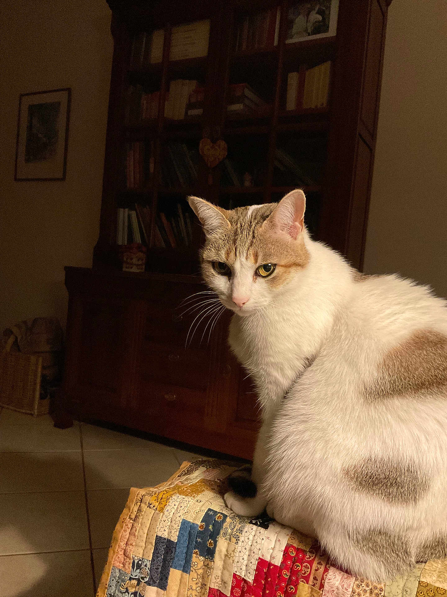 Casper a rejoint le concours — aidez-le/la à gagner de superbes lots ! cat, patchwork_quilt, furniture, indoor, cozy, pet, animal, white_fur, brown_spots, cabinet, books, wooden, tile_floor, side_view, whiskers, ears, eyes, domestic, quiet, calm