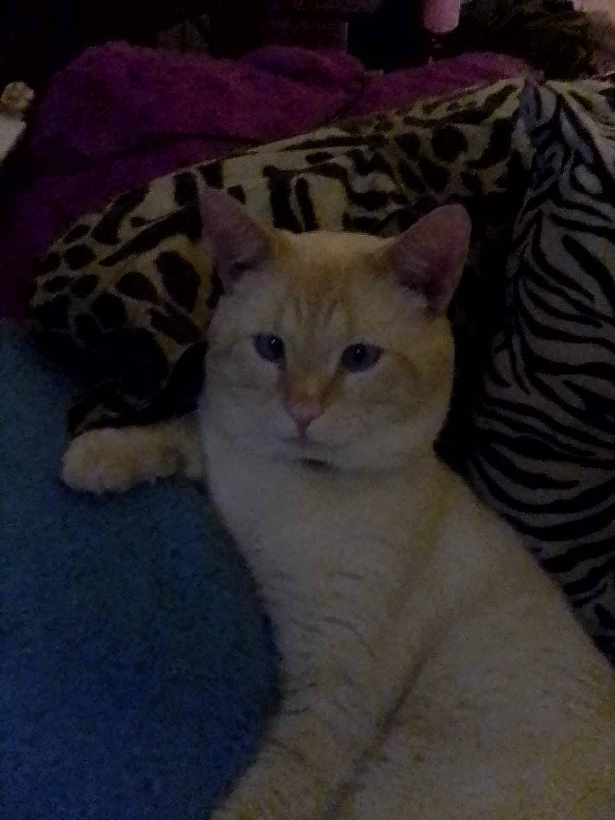 Eleven is registered to the contest to win money with this photo: carnivore, cat, cat_supply, comfort, domestic_short_haired_cat, fawn, felidae, flooring, fur, paw, pet_supply, small_to_medium_sized_cats, snout, tail, terrestrial_animal, whiskers, wood