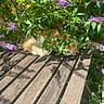 Mignon participe au concours pour gagner de l'argent avec cette photo : cat, orange_cat, sleeping, bench, wooden_bench, green_leaves, purple_flowers, sunlight, shadow, outdoor, nature, garden, plant, pet, feline, resting, calm, fluffy, hidden, peaceful