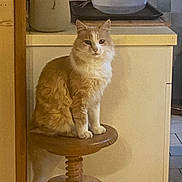 Mignon participe au concours pour gagner de l'argent avec cette photo : cat, orange_cat, white_cat, wooden_stool, plant, kitchen, indoor, furniture, pet, animal, sitting, furry, domestic_cat, cozy, household, tableware, countertop, tile_floor, calm, portrait
