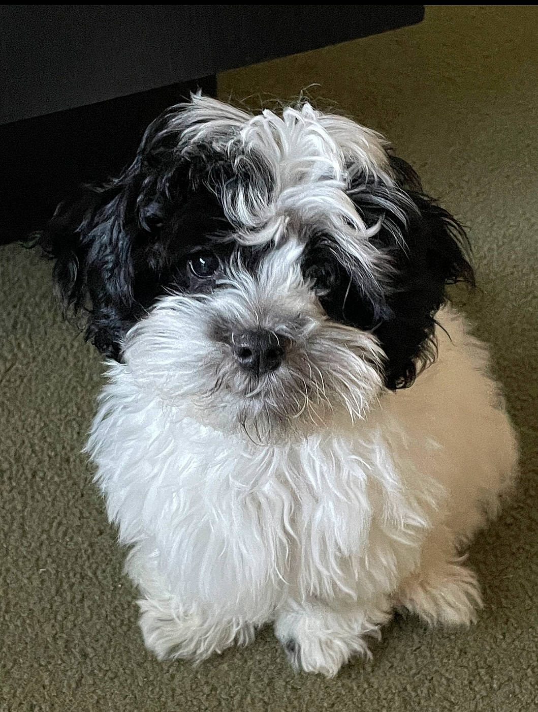 Esmeralda is registered to the contest to win money with this photo: canidae, carnivore, companion_dog, dog, dog_breed, fur, liver, mal_shi, maltepoo, shih_poo, shih_tzu, small_terrier, snout, sporting_group, terrestrial_animal, terrier, toy_dog, water_dog, working_animal, yorkipoo