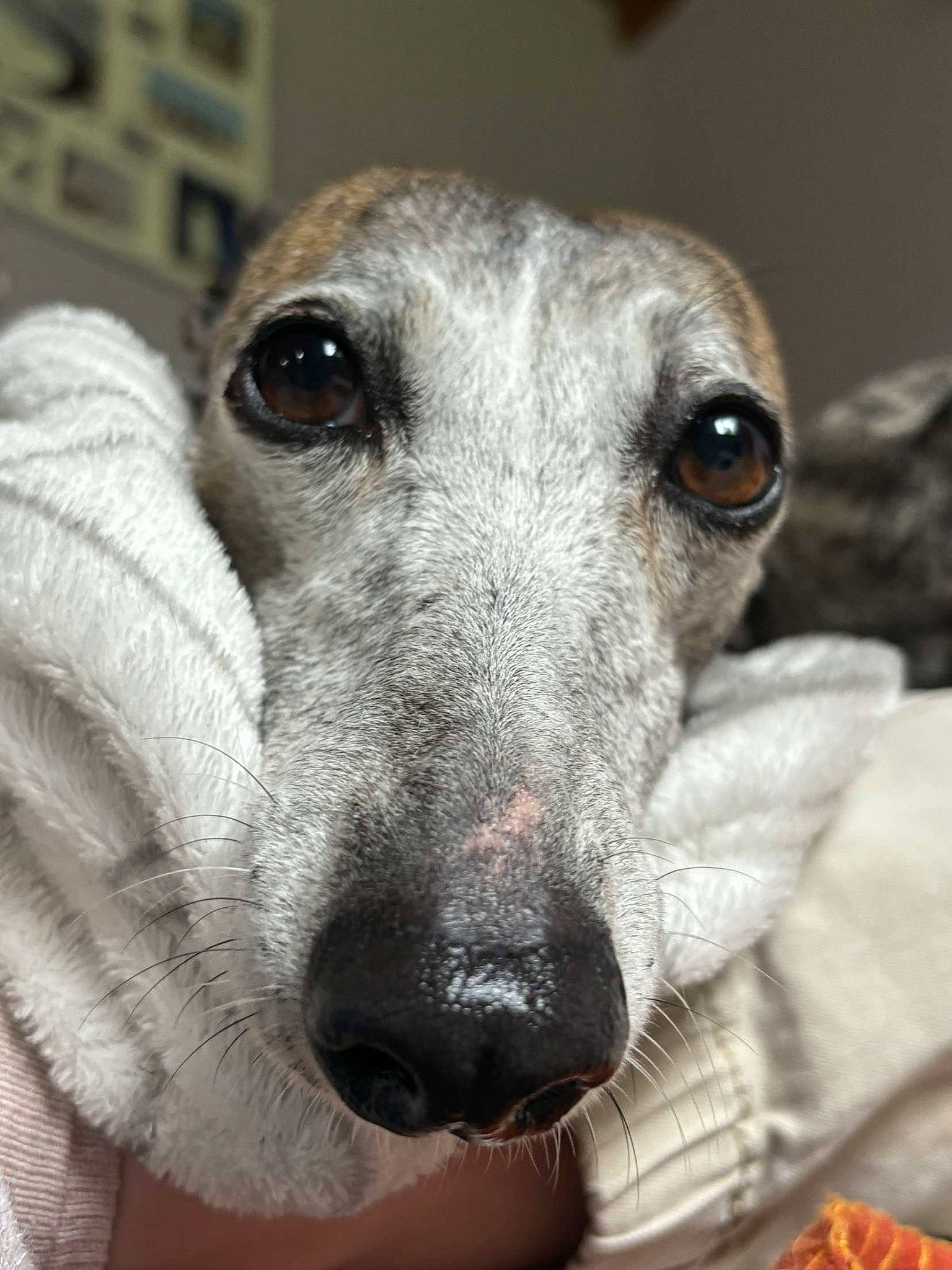 La Fille participe au concours pour gagner de l'argent avec cette photo : ancient_dog_breeds, canidae, carnivore, companion_dog, dog, dog_breed, fawn, fur, grey, hortaya_borzaya, magyar_agar, polish_greyhound, rampur_greyhound, sighthound, snout, sporting_group, street_dog, terrestrial_animal, whiskers, working_animal