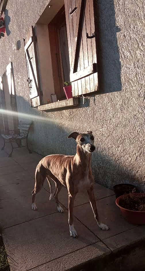 La Fille a rejoint le concours — aidez-le/la à gagner de superbes lots ! building, carnivore, collar, companion_dog, dog, dog_breed, door, fawn, flooring, flowerpot, house, shadow, sighthound, snout, sporting_group, street, tail, tints_and_shades, wood, working_animal