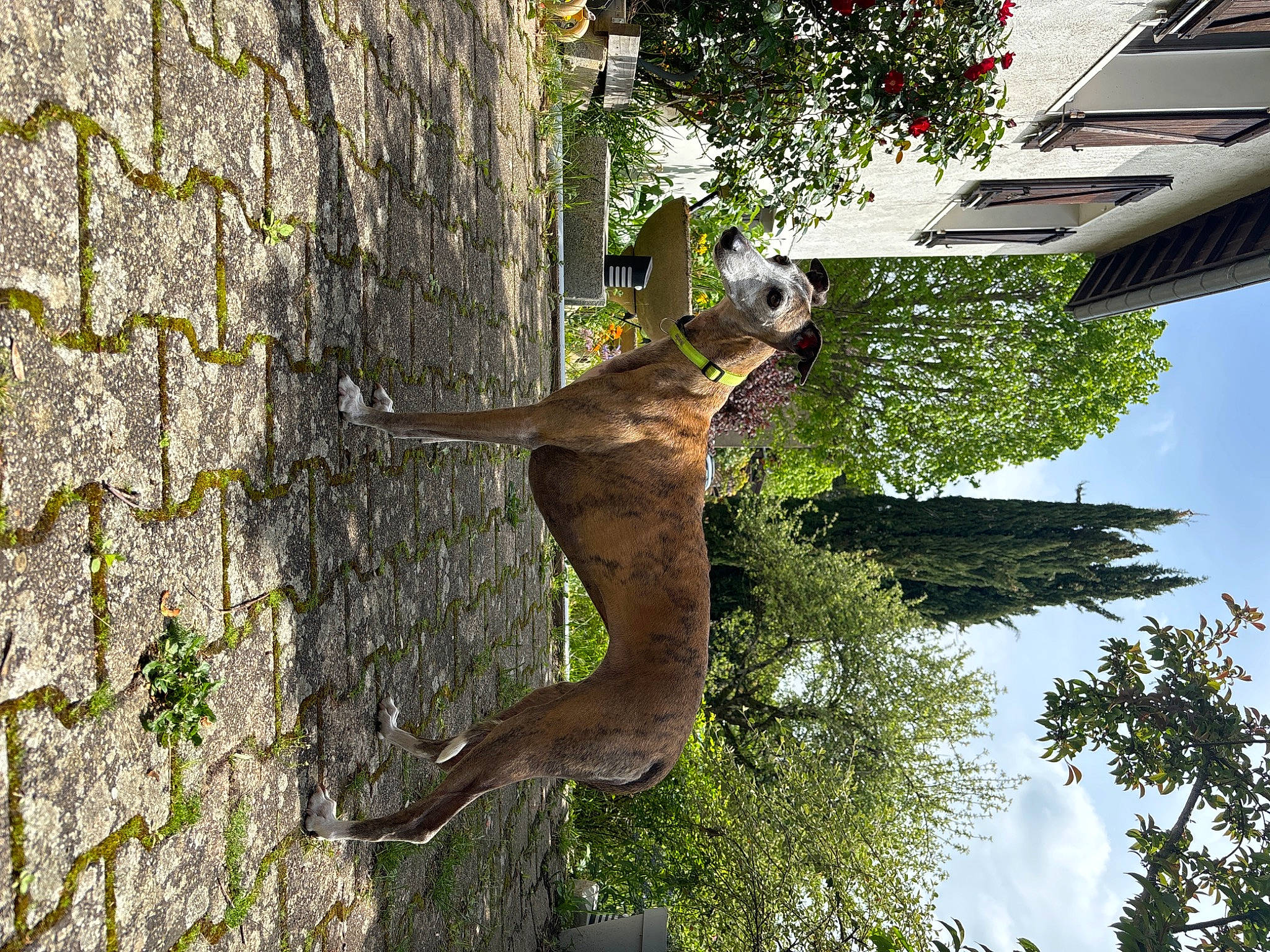 La Fille participe au concours pour gagner de l'argent avec cette photo : art, branch, carnivore, cloud, dog, dog_breed, fawn, houseplant, leisure, plant, pole, sculpture, sky, sporting_group, tail, tree, trunk, twig, wood, woody_plant