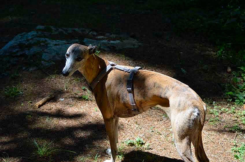 La Fille participe au concours pour gagner de l'argent avec cette photo : canidae, carnivore, collar, dog, dog_breed, dog_collar, dog_supply, fawn, hortaya_borzaya, magyar_agar, mudhol_hound, pet_supply, plant, polish_greyhound, rampur_greyhound, sighthound, snout, sporting_group, terrestrial_animal, working_animal