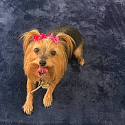 Treasure joined the competition — help win amazing prizes! blue_blanket, bows, brown_and_black_fur, collar, cute, dog, expression, furry, id_tag, indoor, long_hair, looking_up, paws, pet, pink_bow, plush_blanket, portrait, small_dog, tongue_out, yorkshire_terrier