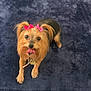 blue_blanket, bows, brown_and_black_fur, collar, cute, dog, expression, furry, id_tag, indoor, long_hair, looking_up, paws, pet, pink_bow, plush_blanket, portrait, small_dog, tongue_out, yorkshire_terrier