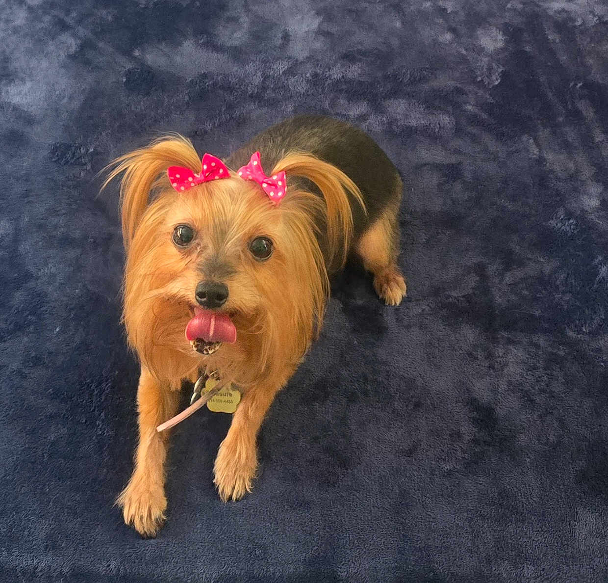 Treasure joined the competition — help win amazing prizes! blue_blanket, bows, brown_and_black_fur, collar, cute, dog, expression, furry, id_tag, indoor, long_hair, looking_up, paws, pet, pink_bow, plush_blanket, portrait, small_dog, tongue_out, yorkshire_terrier