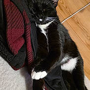 London joined the competition — help win amazing prizes! cat, black_and_white, sleeping, paws, blanket, wooden_wall, cozy, indoor, pet, fur, resting, cute, animal, whiskers, relaxed, soft_texture, comfort, domestic_cat, closeup, napping