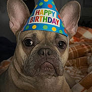 Maggie And Tate joined the competition — help win amazing prizes! dog, french_bulldog, birthday_hat, party_hat, hat, pet, portrait, closeup, indoors, blanket, ears, eyes, nose, cute, celebration, polka_dots, colorful, wrinkled_face, fur, bed