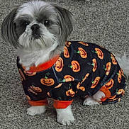 Lily joined the competition — help win amazing prizes! dog, small_dog, puppy, costume, halloween, pumpkin_pattern, carpet, pet_clothing, sitting, cute, fur, white_paws, black_and_white_fur, indoors, looking_up, adorable, festive, pet, animal, companion