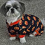 dog, small_dog, puppy, costume, halloween, pumpkin_pattern, carpet, pet_clothing, sitting, cute, fur, white_paws, black_and_white_fur, indoors, looking_up, adorable, festive, pet, animal, companion
