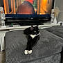 Felix is registered to the contest to win money with this photo: black_and_white_cat, blurred_background, carpet, cat, couch, cozy, curious, ears, face, furniture, gray_ottoman, home_decor, indoor, living_room, lounging, pet, relaxed, television, whiskers, white_paws