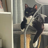 Felix joined the competition — help win amazing prizes! animal, black_and_white, cat, cat_tree, framed_photo, fur, furniture, gray_curtains, home_decor, indoor, lamp, living_room, paw, pet, relaxed, resting, shelf, tuxedo_cat, whiskers, window_covering