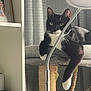 animal, black_and_white, cat, cat_tree, framed_photo, fur, furniture, gray_curtains, home_decor, indoor, lamp, living_room, paw, pet, relaxed, resting, shelf, tuxedo_cat, whiskers, window_covering