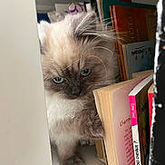 Aristote a rejoint le concours — aidez-le/la à gagner de superbes lots ! animal, blue_eyes, books, bookshelf, cat, close_up, curious, cute, feline, fluffy, fur, indoor, kitten, paw, pet, playful, reading, shelf, whiskers, young_cat
