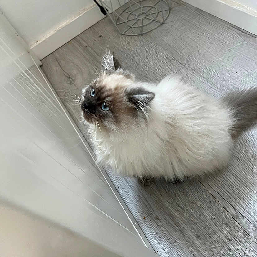Aristote
