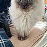 Aristote participe au concours pour gagner de l'argent avec cette photo : animal, blue_eyes, cat, chair, close_up, cozy, curious, cushion, cute, domestic_animal, feline, fluffy, indoor, looking_at_camera, paws, pet, plaid, sitting, soft, white_fur