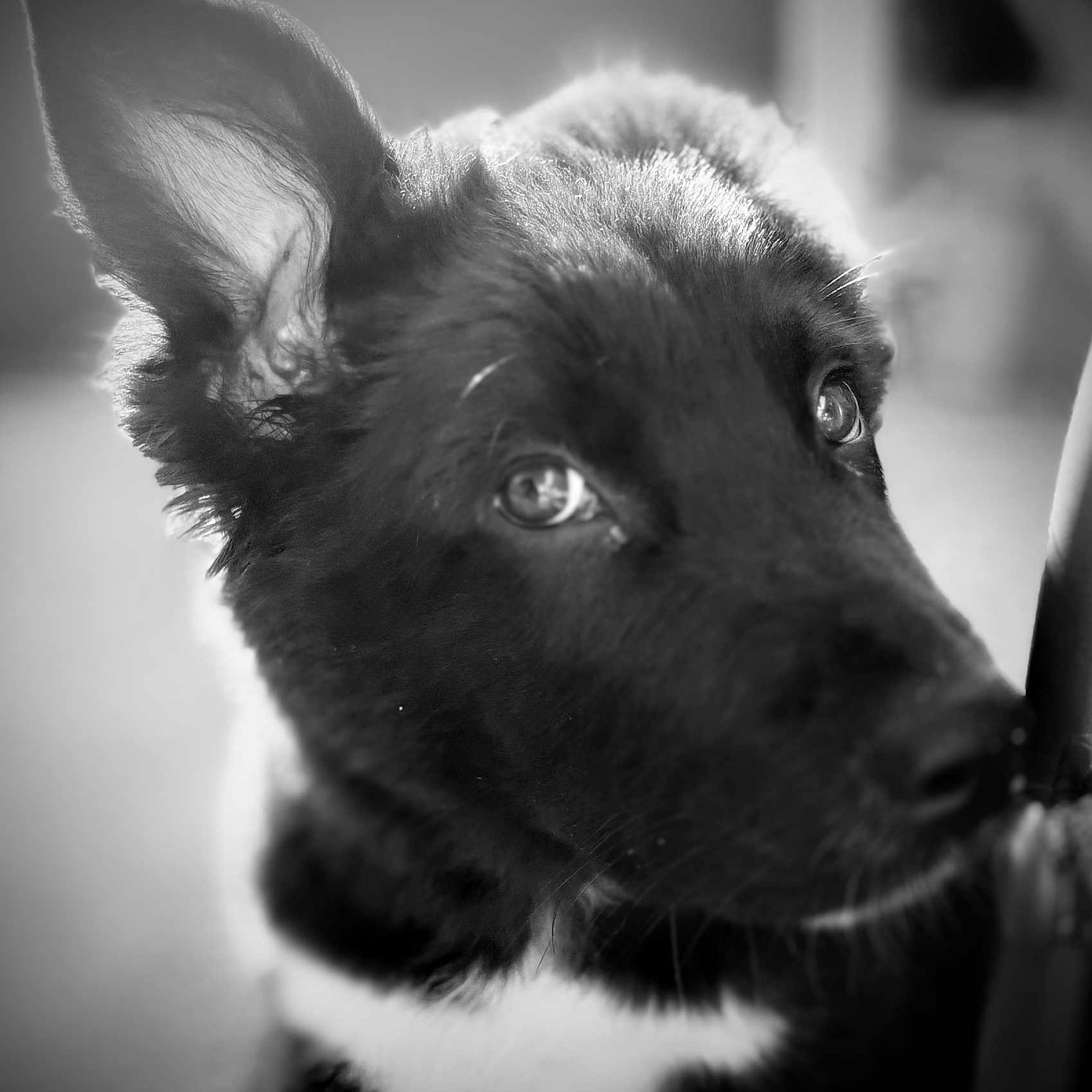 Mr Léon participe au concours pour gagner de l'argent avec cette photo : animal, black_and_white, close_up, companion, curious, cute, dog, domestic_animal, ear, face, fur, furry, indoors, looking_away, muzzle, one_ear_up, pet, portrait, soft_light, whiskers