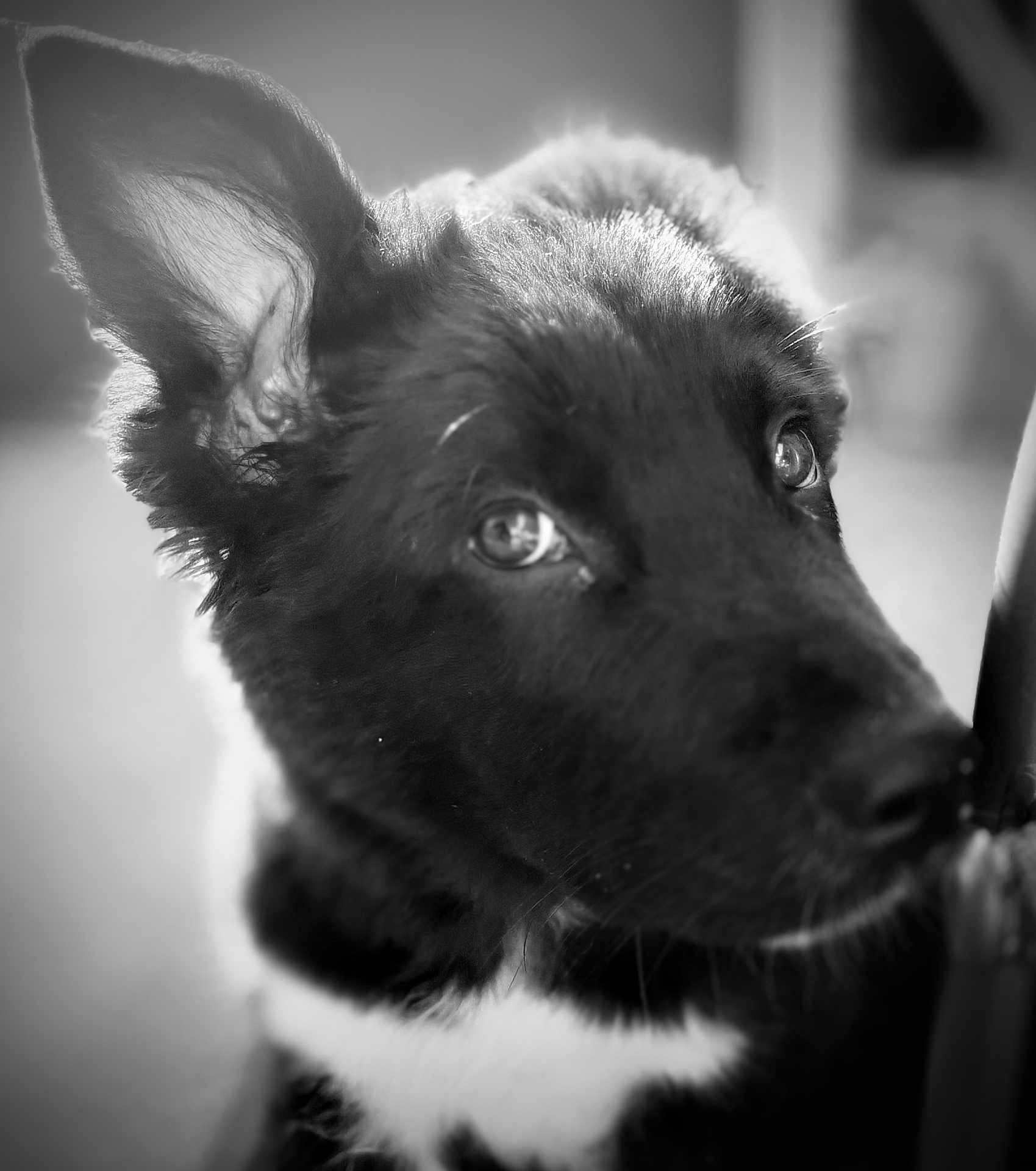 Mr Léon