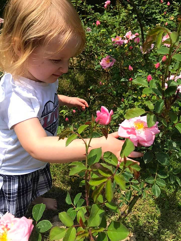 Gabrielle joined the competition — help win amazing prizes! annual_plant, baby_toddler_clothing, botany, flower, flowering_plant, garden, grass, green, groundcover, hybrid_tea_rose, leaf, person, petal, pink, plant, rose, rose_family, rose_order, shrub, summer