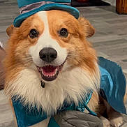 Rip joined the competition — help win amazing prizes! dog, corgi, costume, hat, blue, pet, smiling, happy, indoor, floor, fur, pouch, animal, cute, portrait, canine, pet_clothing, whimsical, accessory, expression