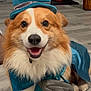 dog, corgi, costume, hat, blue, pet, smiling, happy, indoor, floor, fur, pouch, animal, cute, portrait, canine, pet_clothing, whimsical, accessory, expression
