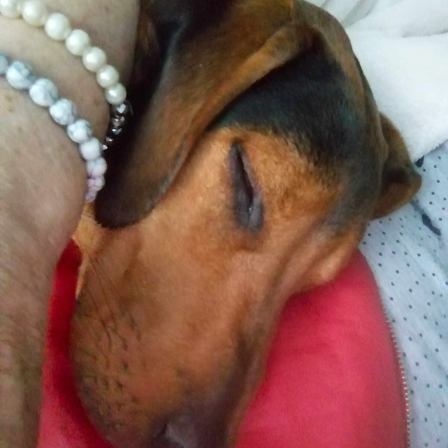 Charly a rejoint le concours — aidez-le/la à gagner de superbes lots ! accessories, animal, beagle, boxer, bracelet, bulldog, canine, collar, dog, earring, greatdane, hound, jewelry, labradorretriever, necklace, person, pet, puppy, sleeping, snout