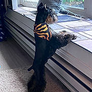 Leo joined the competition — help win amazing prizes! animal, bandana, carpet, curious, cushion, daylight, decor, dog, ears, fur, home, indoor, looking_out, pet, resting, schnauzer, snout, standing, tile, window