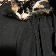 Zalas is registered to the contest to win money with this photo: cat, calico, kitten, pet, animal, fur, whiskers, cute, sleepy, cozy, black_blanket, pillow, love_text, indoor, resting, domestic_animal, closeup, young_cat, curled_up, soft_fur