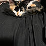 cat, calico, kitten, pet, animal, fur, whiskers, cute, sleepy, cozy, black_blanket, pillow, love_text, indoor, resting, domestic_animal, closeup, young_cat, curled_up, soft_fur
