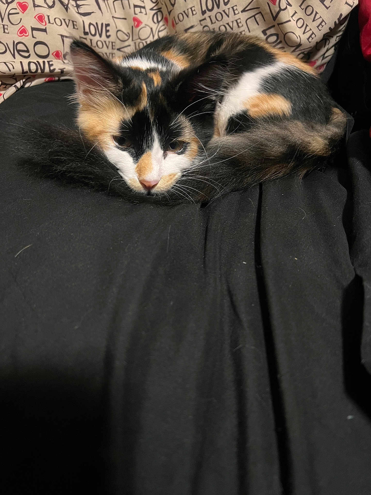 Zalas is registered to the contest to win money with this photo: cat, calico, kitten, pet, animal, fur, whiskers, cute, sleepy, cozy, black_blanket, pillow, love_text, indoor, resting, domestic_animal, closeup, young_cat, curled_up, soft_fur