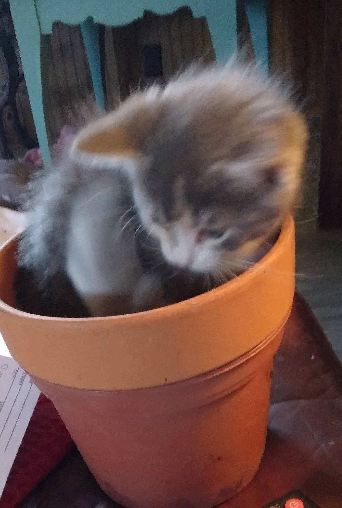 Kiki is registered to the contest to win money with this photo: animal_feed, basket, box, canidae, carnivore, cat, cat_supply, comfort, companion_dog, fawn, felidae, flooring, fur, hardwood, pet_supply, shipping_box, small_to_medium_sized_cats, snout, tail, whiskers