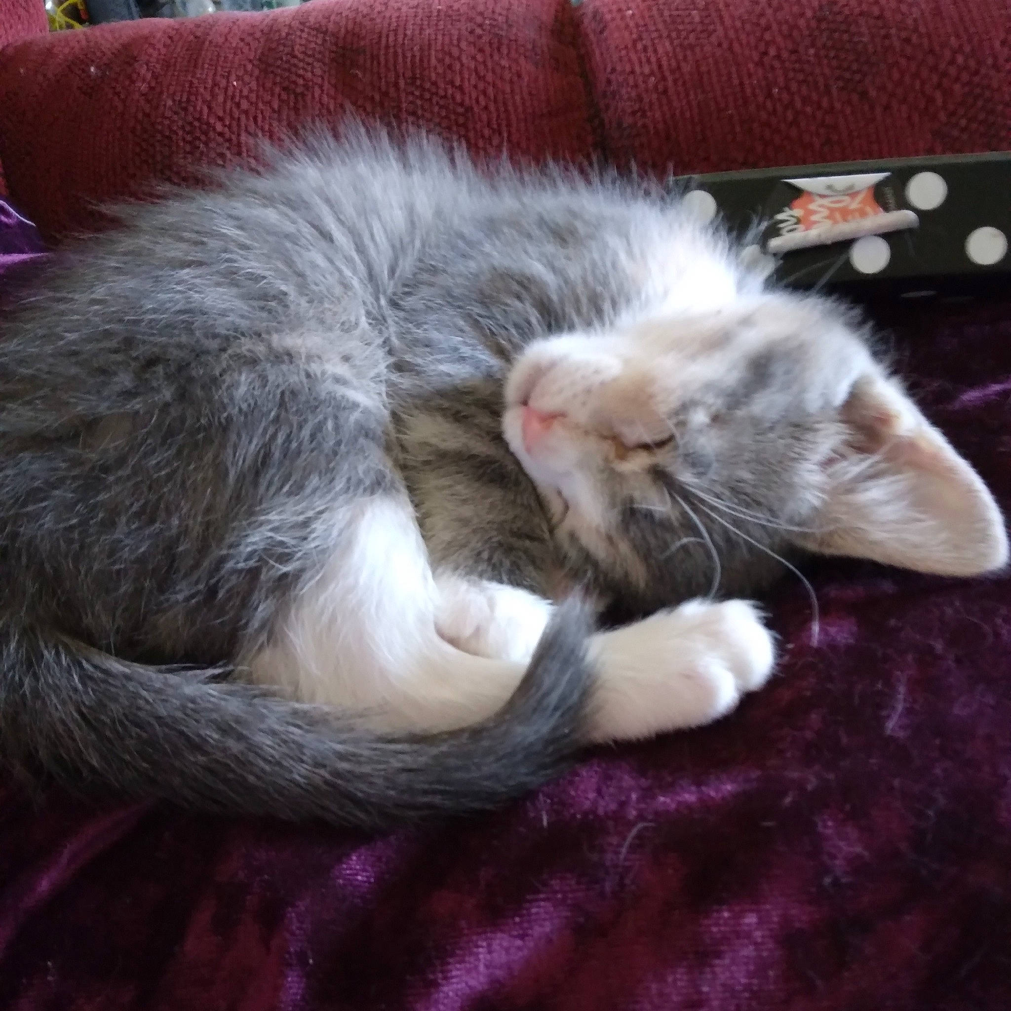Kiki is registered to the contest to win money with this photo: carnivore, cat, claw, comfort, couch, domestic_short_haired_cat, fawn, felidae, foot, fur, grey, human_leg, nap, paw, sleep, small_to_medium_sized_cats, snout, tail, whiskers