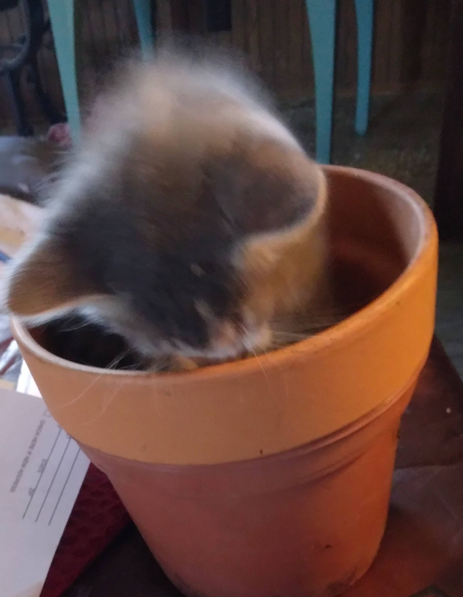 Kiki is registered to the contest to win money with this photo: animal_feed, canidae, carnivore, cat, cat_supply, companion_dog, computer_keyboard, dog_breed, fawn, felidae, fur, gas, pet_supply, siamese, small_to_medium_sized_cats, snout, tail, terrestrial_animal, whiskers, wood