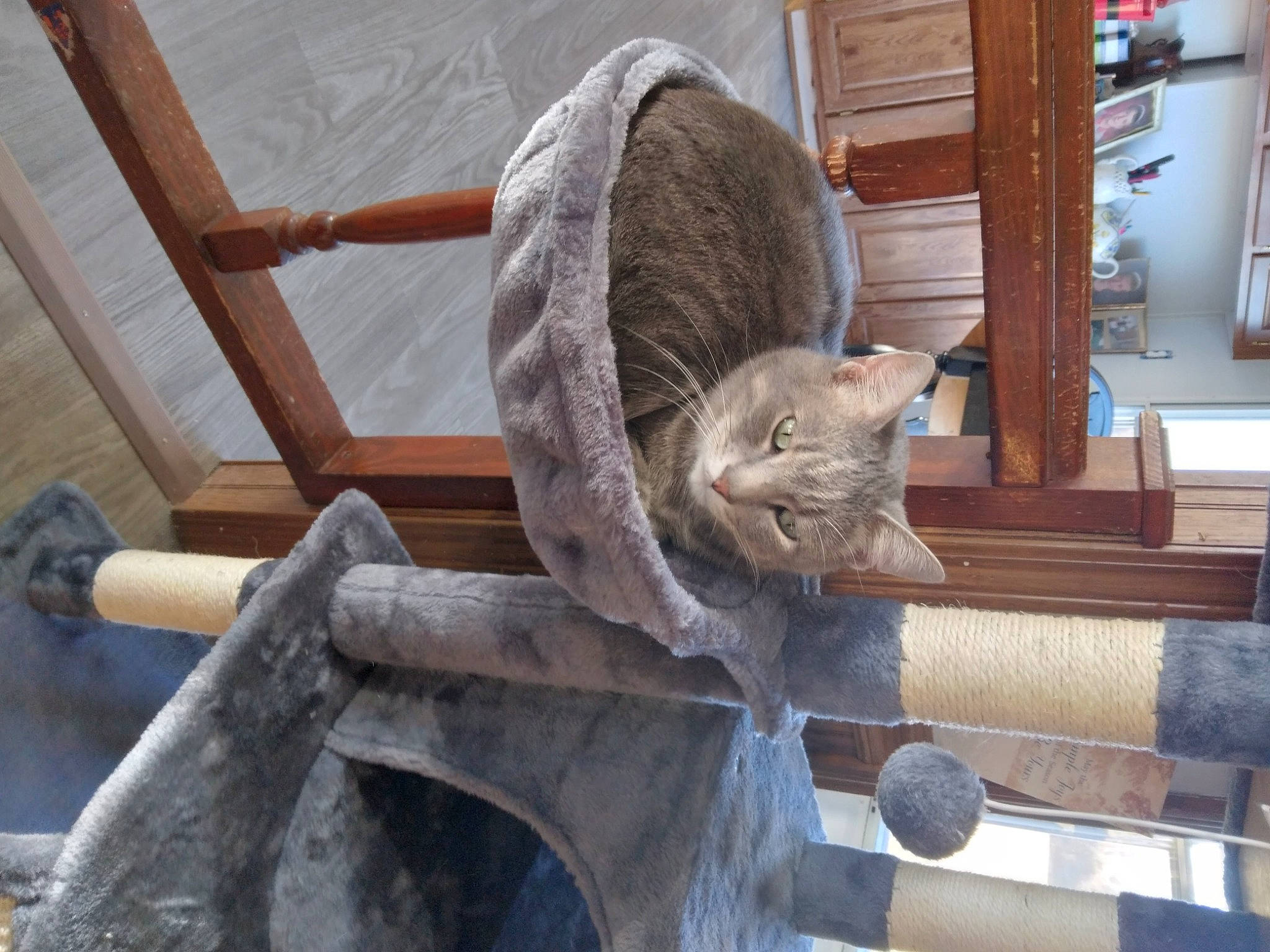 Bubby is registered to the contest to win money with this photo: carnivore, cat, domestic_short_haired_cat, fawn, felidae, fur, grey, metal, picture_frame, small_to_medium_sized_cats, snout, tail, tree, whiskers, wildlife, wood