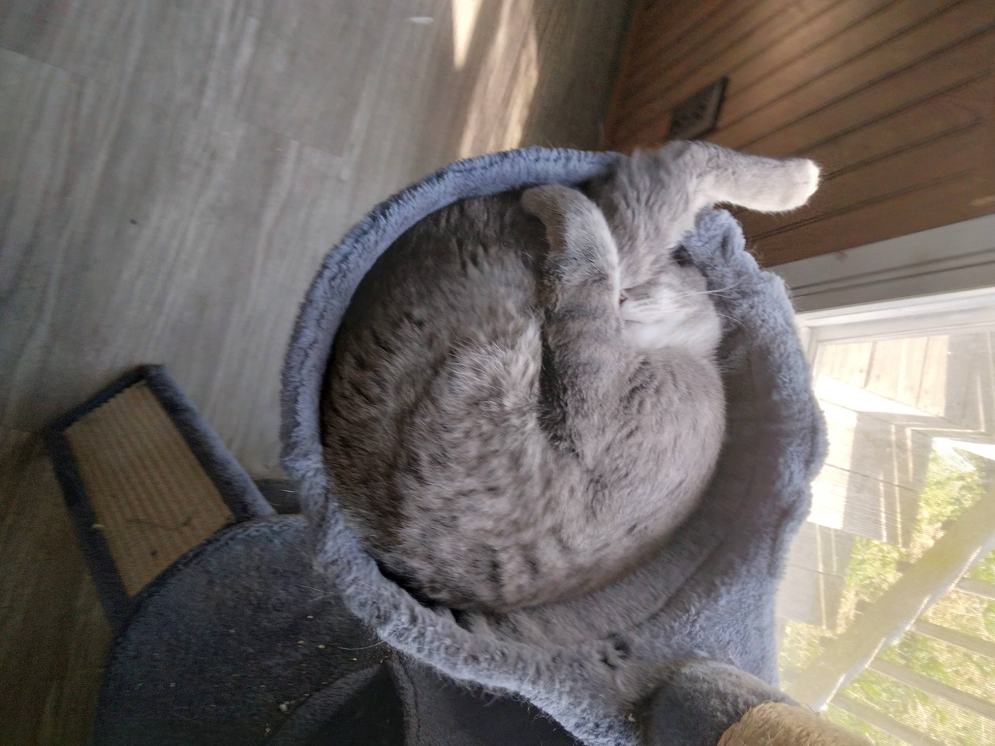 Bubby is registered to the contest to win money with this photo: claw, comfort, domestic_short_haired_cat, fawn, felidae, flooring, fur, grey, hardwood, mammal, small_to_medium_sized_cats, snout, sporting_group, tail, terrestrial_animal, whiskers, wood, wool, woolen, working_animal