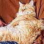 cat, orange_tabby, fluffy, sleeping, relaxed, person, arms, brown_sweater, cozy, indoor, pet, feline, comfort, resting, closeup, cute, domestic_cat, soft_fur, content, home