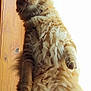 cat, fluffy, orange_cat, standing, curious, window, wooden_background, indoor, pet, feline, long_fur, animal, cute, whiskers, paw, alert, light, backlit, domestic_cat, portrait