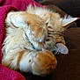 cat, orange_tabby, fluffy, paw, blanket, red_blanket, snuggling, cozy, feline, cute, pet, resting, indoor, couch, brown_couch, whiskers, ears, fur, relaxed, hiding