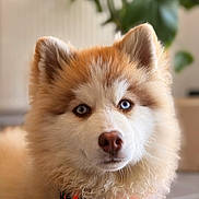 Arrow a rejoint le concours — aidez-le/la à gagner de superbes lots ! dog, puppy, fluffy, blue_eyes, orange_harness, indoor, pet, cute, portrait, canine, fur, closeup, animal, domestic_animal, young, friendly, mammal, face, whiskers, ears