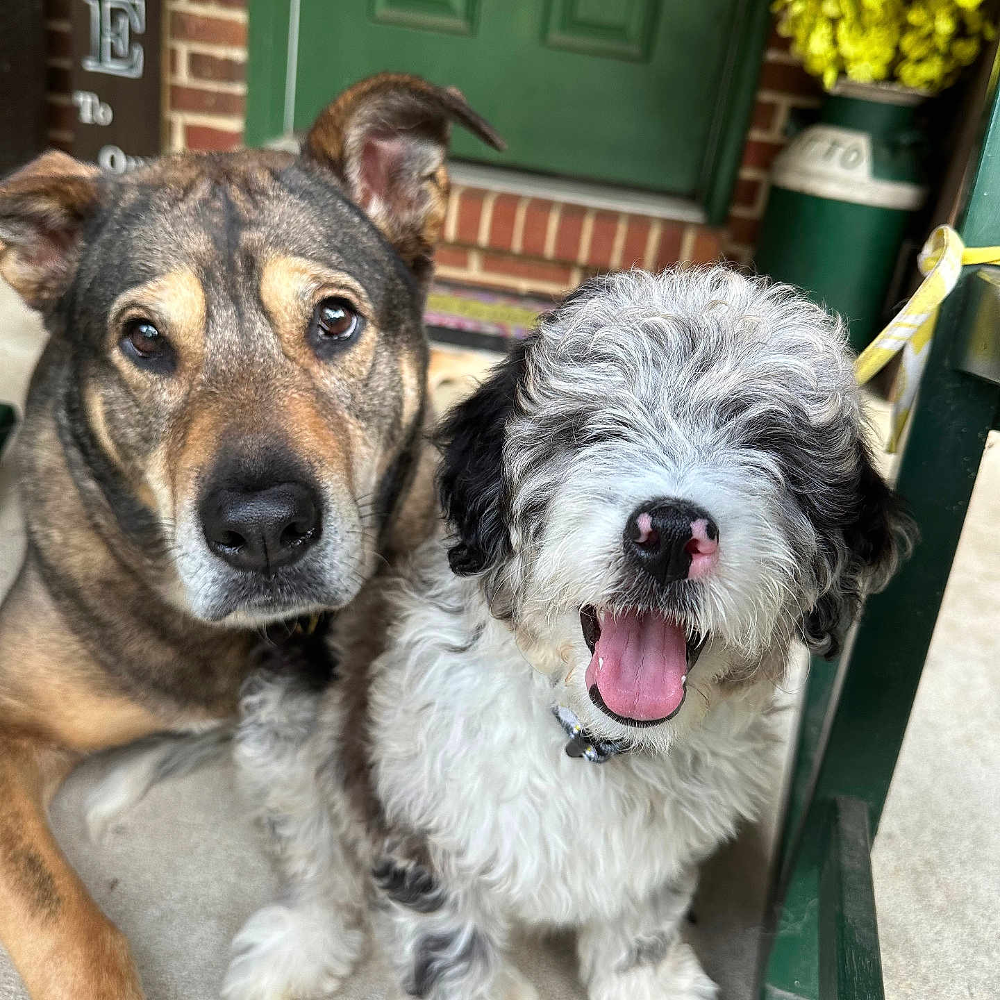 Rooney And Abu joined the competition — help win amazing prizes! animal, canine, closeup, collar, companions, cute, dog, ears, friendship, fur, green_door, happy, muzzle, outdoor, pets, porch, sitting, smiling, tongue_out, yellow_flowers