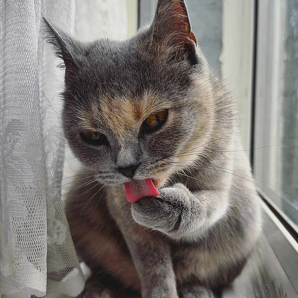 Pixie joined the competition — help win amazing prizes! abyssinian, animal, bodypart, cat, curtain, egyptiancat, kitten, manx, mouth, person, pet, siamese, snout, tongue