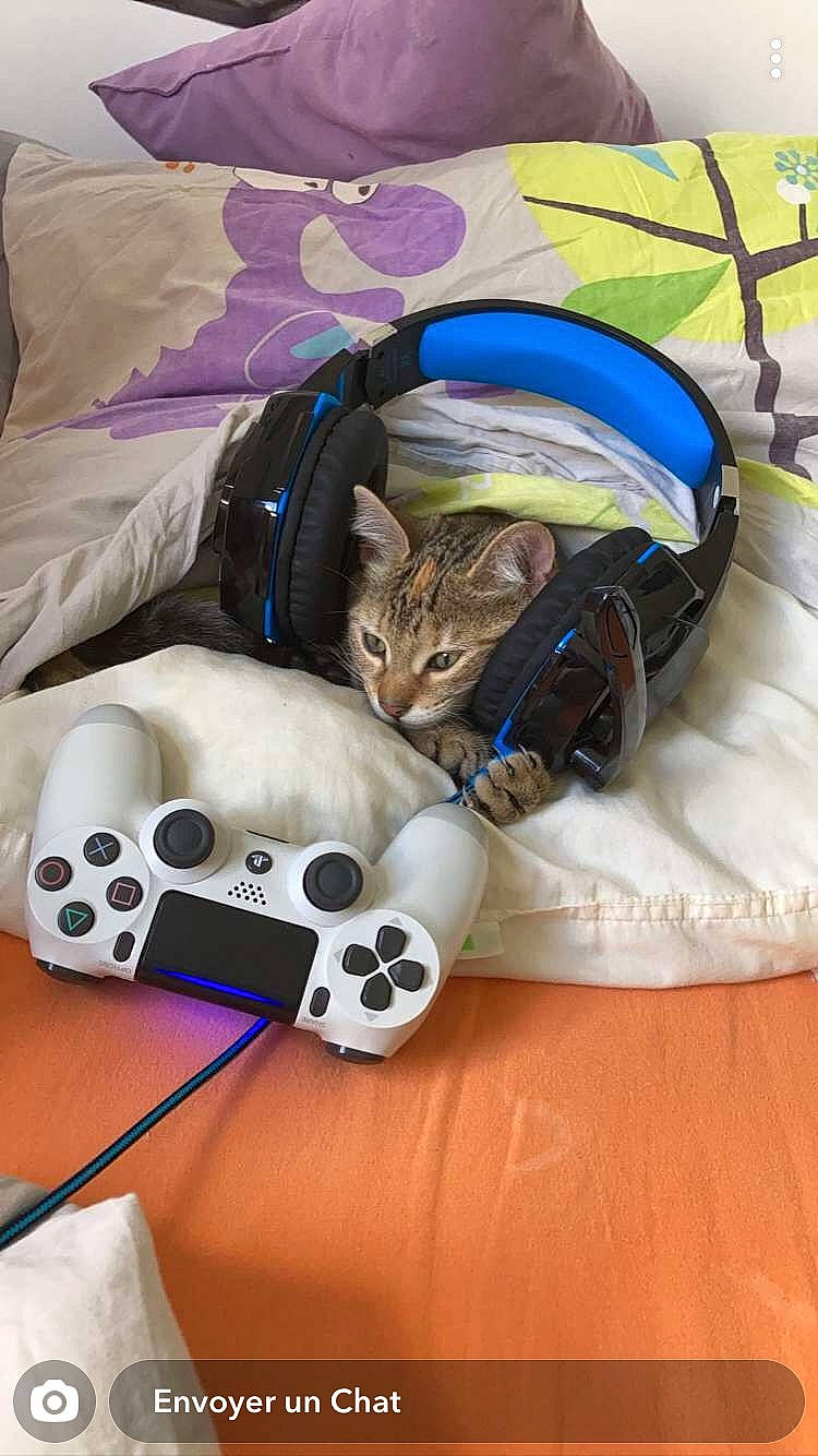 Galaxie participe au concours pour gagner de l'argent avec cette photo : bag, carnivore, cat, cat_bed, comfort, domestic_short_haired_cat, fawn, felidae, fur, game_controller, hat, input_device, linens, luggage_and_bags, mammal, small_to_medium_sized_cats, snout, sun_hat, textile, whiskers