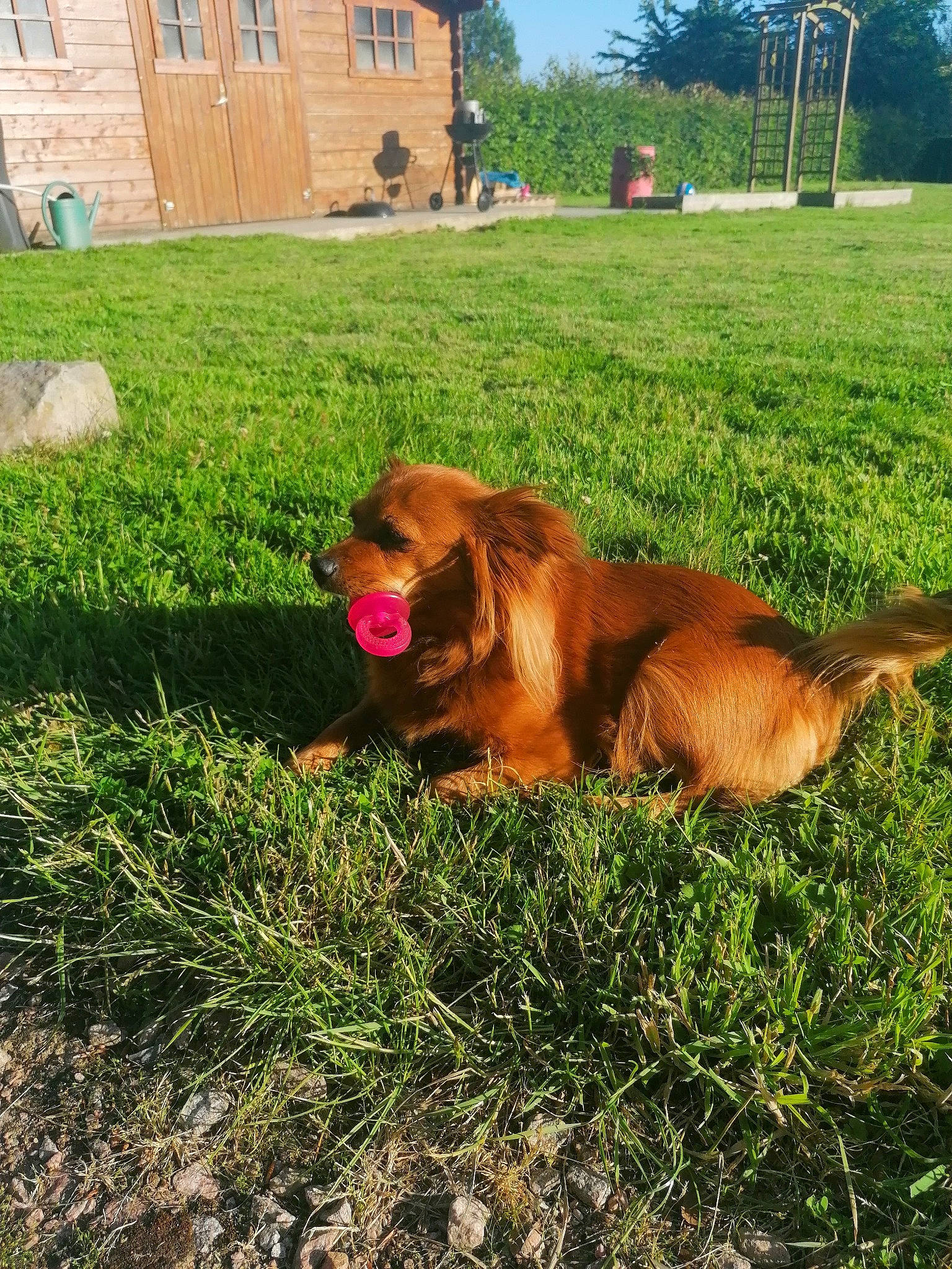 Izy participe au concours pour gagner de l'argent avec cette photo : carnivore, companion_dog, dairy_cow, dog, dog_breed, fawn, grass, grassland, grazing, human_leg, landscape, liver, livestock, plant, sky, tail, terrestrial_animal, tree, window, working_animal